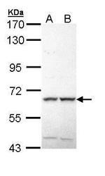MAP3K19 Antibody in Western Blot (WB)
