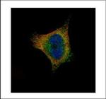 SCYL1 Polyclonal Antibody