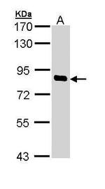 SCYL1 Antibody in Western Blot (WB)