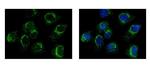 DNAJC3 Antibody in Immunocytochemistry (ICC/IF)