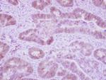 DNAJC3 Antibody in Immunohistochemistry (Paraffin) (IHC (P))