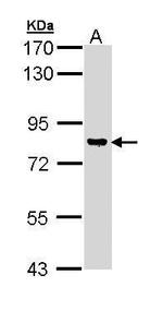 DGKG Antibody in Western Blot (WB)