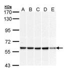 DNAJC3 Polyclonal Antibody