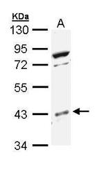 p38 MAPK beta Polyclonal Antibody