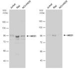 WEE1 Antibody in Western Blot (WB)