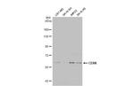 CERK Antibody in Western Blot (WB)