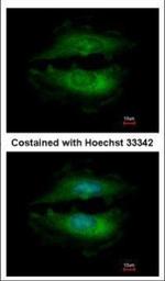 PASK Polyclonal Antibody