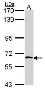 SRPK3 Antibody in Western Blot (WB)