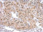ZAK Antibody in Immunohistochemistry (Paraffin) (IHC (P))