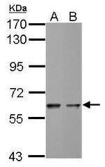 MST2 Polyclonal Antibody