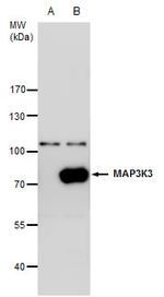 MEKK3 Antibody in Western Blot (WB)