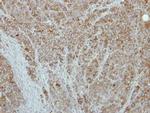 CaMKII beta Antibody in Immunohistochemistry (Paraffin) (IHC (P))
