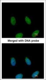 FAF1 Polyclonal Antibody