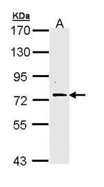FAF1 Antibody in Western Blot (WB)