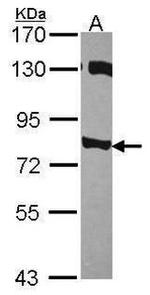 PIK3R2 Antibody in Western Blot (WB)