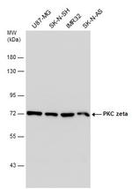 PKC zeta Antibody in Western Blot (WB)