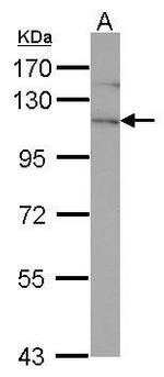 EphA4 Antibody in Western Blot (WB)