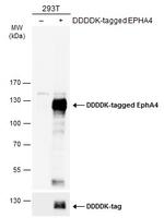 EphA4 Antibody in Western Blot (WB)