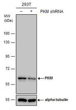 PKM2 Antibody in Western Blot (WB)