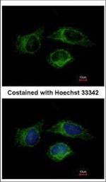 Caspase 1 Antibody in Immunocytochemistry (ICC/IF)