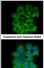 CHRM3 Antibody in Immunocytochemistry (ICC/IF)