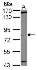 CHRM3 Antibody in Western Blot (WB)
