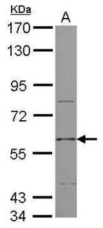 CHRM3 Antibody in Western Blot (WB)