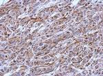 CNPase Polyclonal Antibody