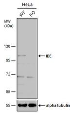 IDE Antibody in Western Blot (WB)