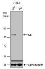 IDE Antibody in Western Blot (WB)