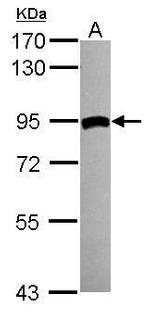 TGM2 Antibody in Western Blot (WB)