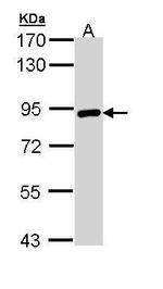 TGM2 Antibody in Western Blot (WB)
