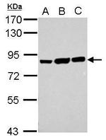 Ezrin Antibody in Western Blot (WB)