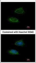 Adenylate Kinase 2 Antibody in Immunocytochemistry (ICC/IF)