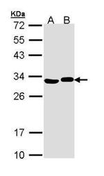 Adenylate Kinase 2 Antibody in Western Blot (WB)