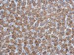 Adenylate Kinase 2 Antibody in Immunohistochemistry (Paraffin) (IHC (P))