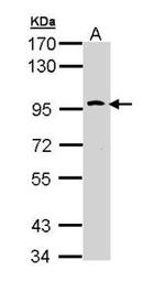 TLR10 Polyclonal Antibody
