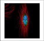 PLK4 Polyclonal Antibody