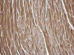 MASTL Antibody in Immunohistochemistry (Paraffin) (IHC (P))