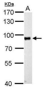 MASTL Antibody in Western Blot (WB)