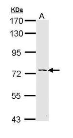 Adenylate Kinase 7 Polyclonal Antibody