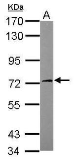 SGK3 Antibody in Western Blot (WB)