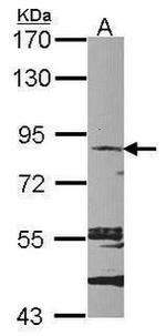 MARK2 Antibody in Western Blot (WB)