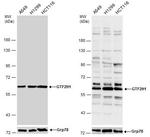 GTF2H1 Antibody in Western Blot (WB)