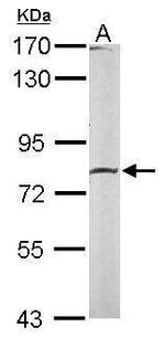 Calpain 2 Antibody in Western Blot (WB)