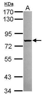 Calpain 2 Antibody in Western Blot (WB)