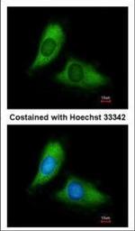 BNIP3L Polyclonal Antibody