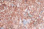 BNIP3L Antibody in Immunohistochemistry (Paraffin) (IHC (P))