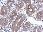 BNIP3L Antibody in Immunohistochemistry (Paraffin) (IHC (P))