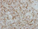 FGF21 Antibody in Immunohistochemistry (Paraffin) (IHC (P))